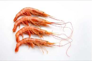 SAF Shrimp